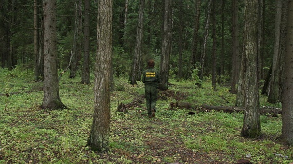 В Хакасии полицейский получил взятку лесом