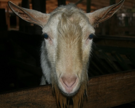 В Черногорске недофермер украл и продал породистого козла