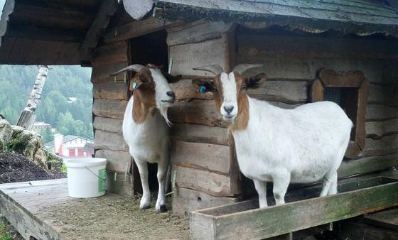 В Туве бизнес начал разводить высокомолочных коз
