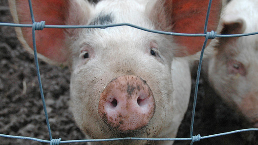  Хакасские ветеринары ликвидировали условный очаг африканской чумы свиней