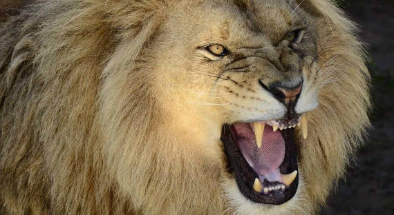 В Мексике сбежавший лев убил человека