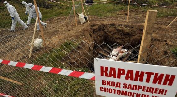 Под Красноярском был обнаружен незаконный скотомогильник