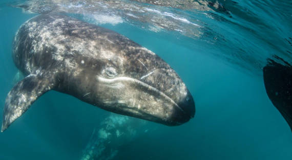 К берегам Камчатки приплыли редкие киты
