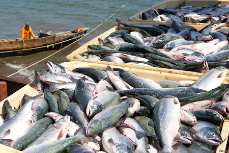 Ввоз рыбы в РФ сократился почти в два раза. Сама она подорожает