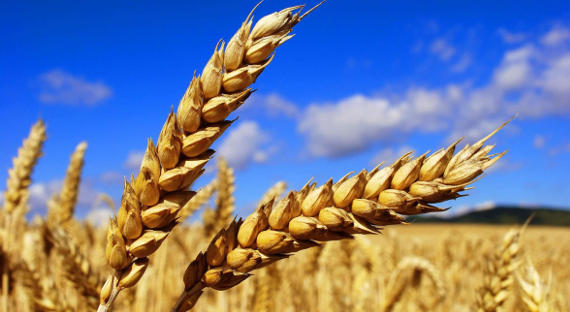 Российская пшеница растет в цене