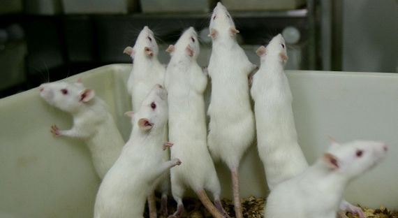 Немецкие ученые сделали мышей прозрачными