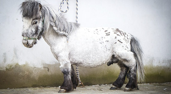 В Польше нашли самую маленькую лошадь