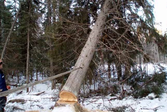 В Хакасии мужчину убило деревом
