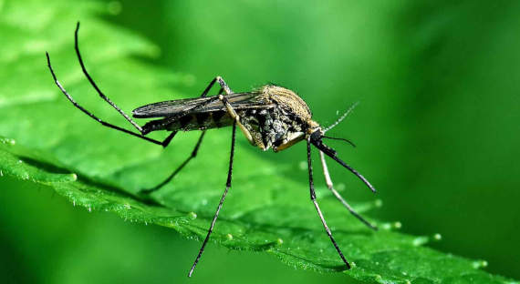 Специалисты предупредили о нашествии комаров в России