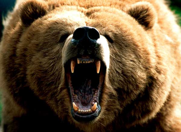В "Ергаках" на супружескую пару напал медведь