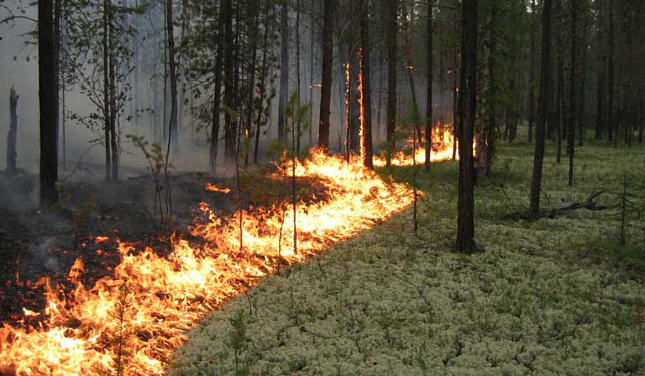 За выходные площадь пожаров в Сибири выросла