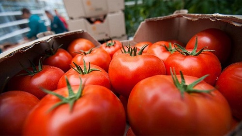 Турецкие томаты в России: не более 50 тысяч тонн и не ранее 2018 года
