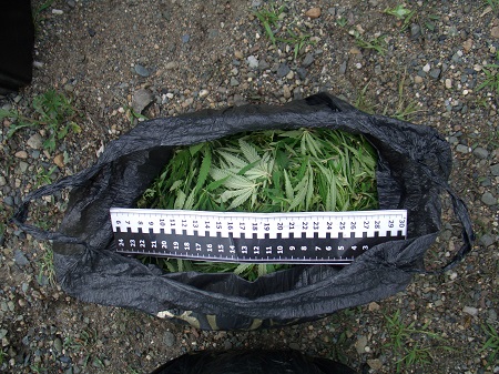 У жителя Хакасии изъяли свыше одного килограмма марихуаны