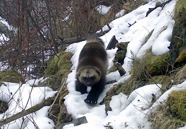 Редкий гость: россомаха попала в кадр фотоловушки