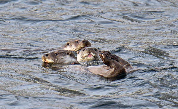 Забавный ритуал выдр заснят фотоловушкой в  Саяно-Шушенском заповеднике