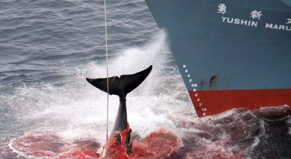 Япония намерена вновь начать коммерческий промысел китов