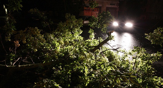 В Красноярском крае на машину с людьми упало дерево