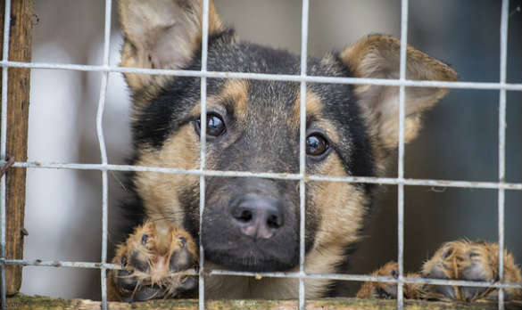 Массовая гибель собак в приюте "Эко Вешняки" закончилась дракой с зоозащитниками