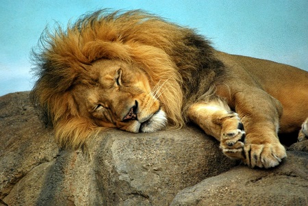 Зоопарки Дании попросили приносить домашних животных на корм львам
