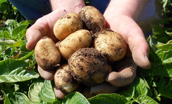 Погода в Хакасии 7 августа: пришла картофельная пора