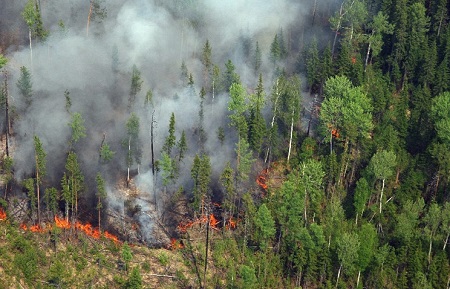 Рядом с Хакасией лесные пожары уничтожили 70 домов, где жили 339 человек