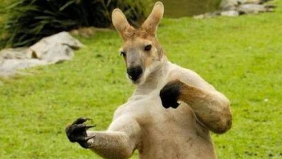 Драки туристов с кенгуру встревожили власти Австралии