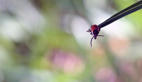 Активность клещей в Хакасии остаётся высокой