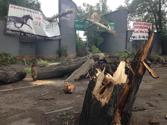 Поваленные деревья — итог урагана в Абакане