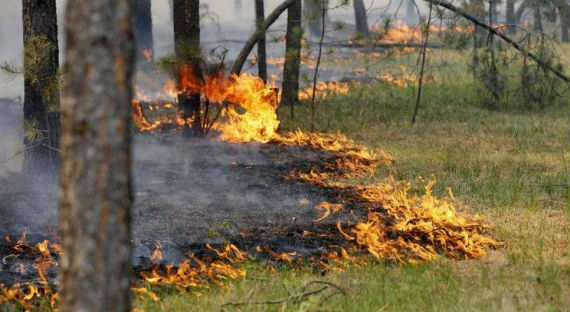 В Хакасии лесной пожар стал причиной отключения электроэнергии