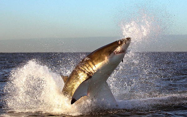 Акула психанула: акулы нападают на людей из-за стресса?