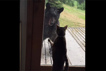 Страшнее кошки зверя нет: на Аляске кошка прогнала медведя (ВИДЕО)