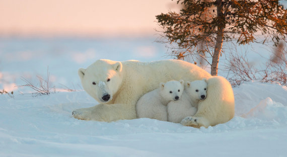 Якутские белые медведи принялись активно размножаться