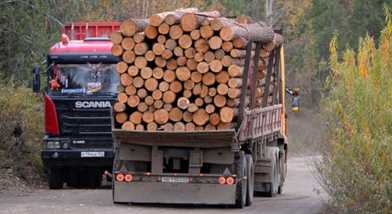 В Хакасии предпринимательнице дали четыре года за контрабанду леса