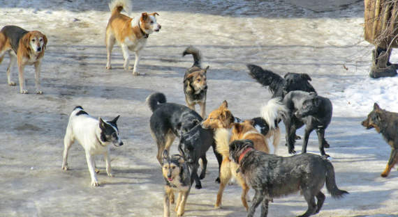 В Абакане и пригородах жалуются на бродячих псов