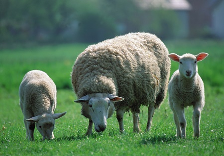 В Шира мужчина мимоходом украл 14 овец