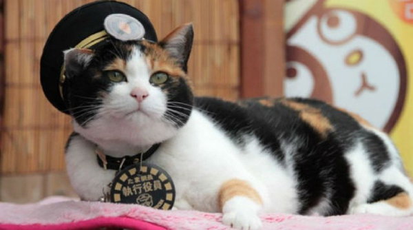 В Японии скончалась кошка-начальница вокзала