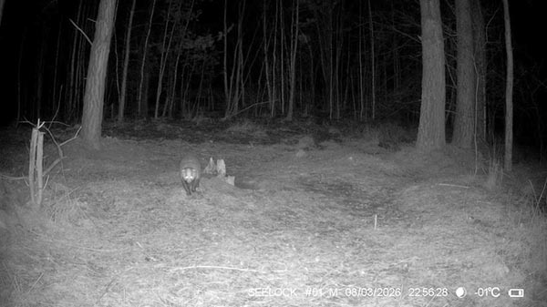 Весна идёт: в "Шушенском бору" проснулись барсуки