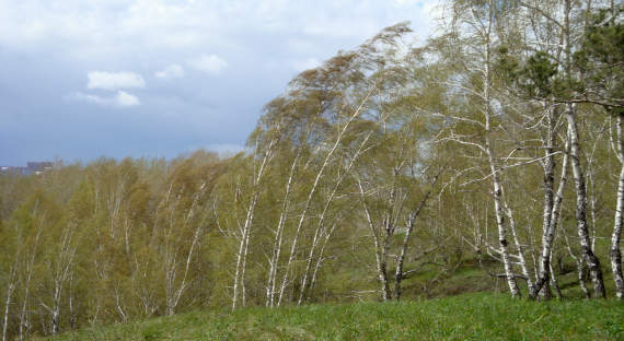 Погода в Хакасии 30 марта: Ветер усиливается до штормового