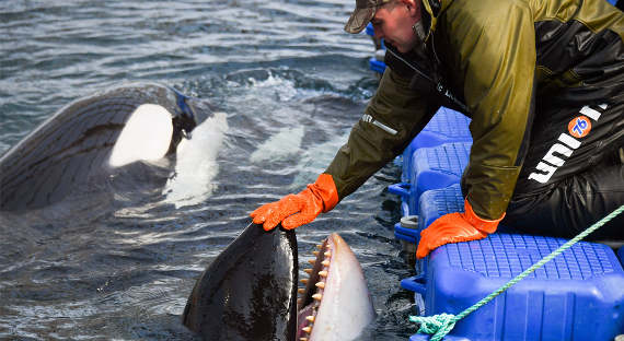 «Китовую тюрьму» переместят в Центр содержания крупных морских животных