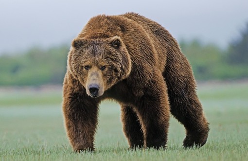 В Пензенской области медведь задрал соседа