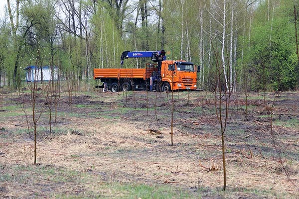 В городском парке Абакана высадили яблоневый сад