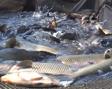 Рыбный бизнес Хакасии вырастил более 900 тонн товарной рыбы