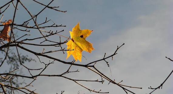 Погода в Хакасии 15 ноября: Возвращается сильный ветер