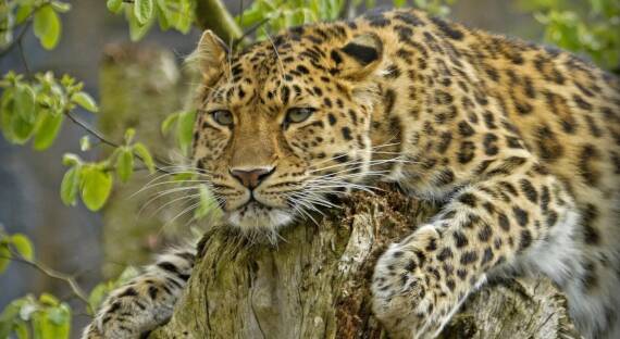 Россия и Китай создадут трансграничный резерват для тигров и леопардов
