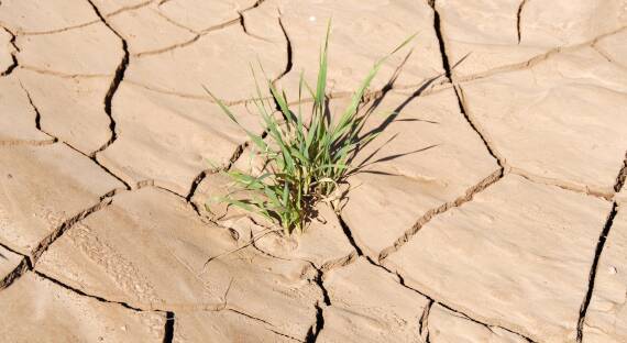 В Новосибирской области ввели ЧС из-за почвенной засухи