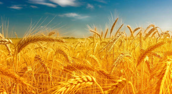 Россия может поставить новый рекорд по урожаю пшеницы