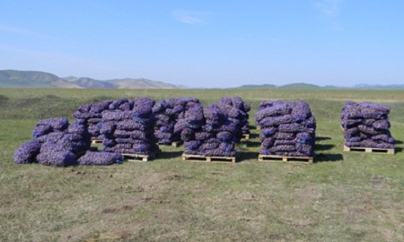 Погорельцам Хакасии привезли картофель из Тюменской области