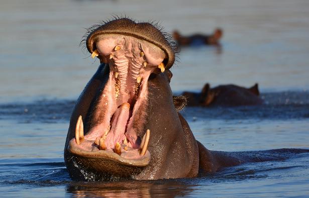В Африке бегемоты отбили антилопу у крокодилов (ВИДЕО)