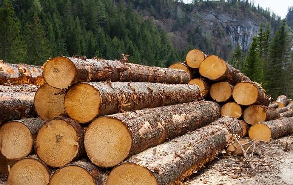 В Красноярском крае переходят на онлайн-торговлю древесиной
