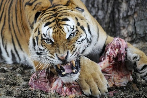 В Индии сотни охотников полтора месяца гонялись за тигрицей-людоедом